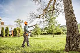 How Our Tree Care Process Works  in  Clyde, OH